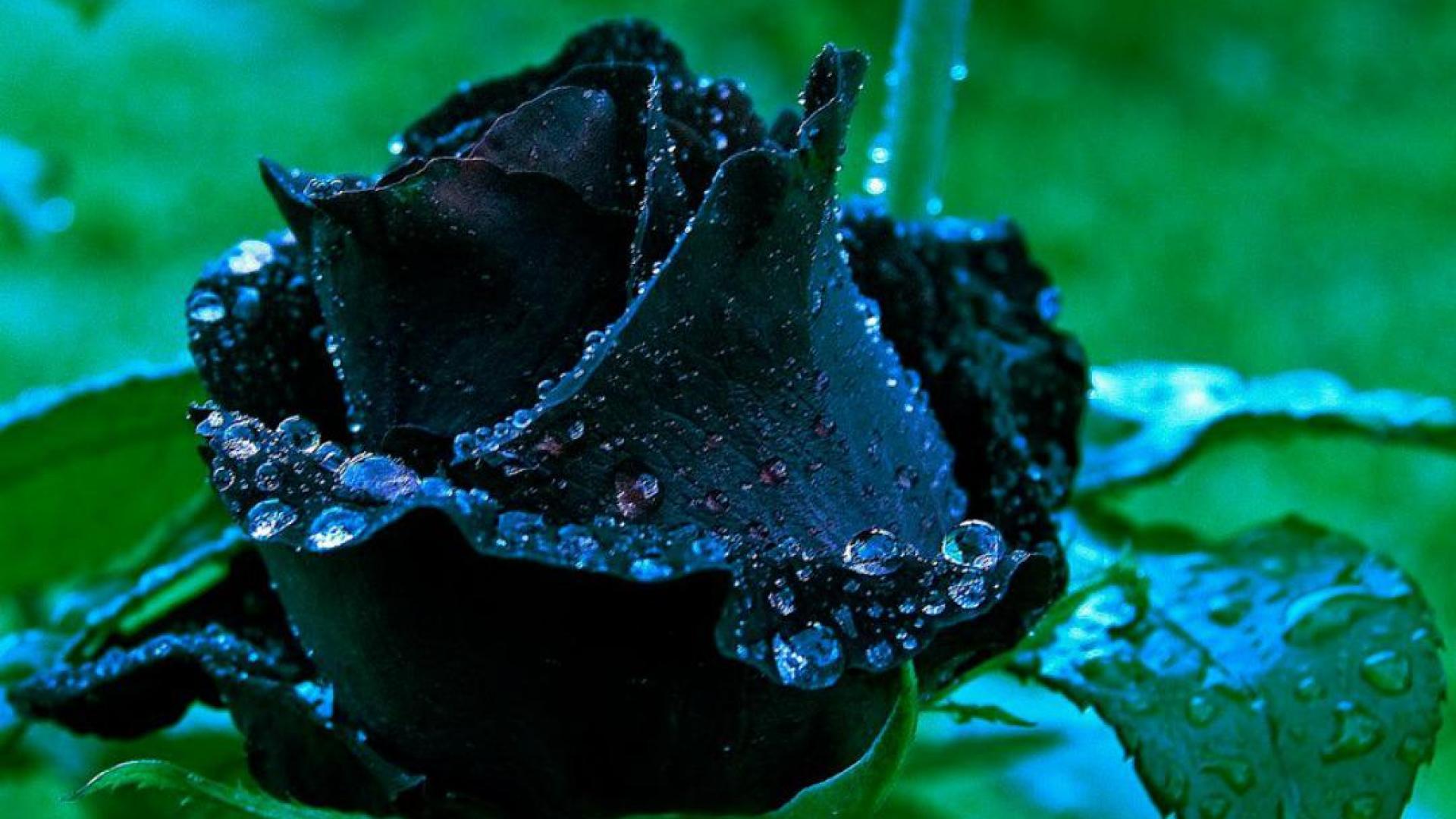 Black Rose Wallpaper Full Hd - Black Rose Wallpaper HD | PixelsTalk.Net - Find stunning rose