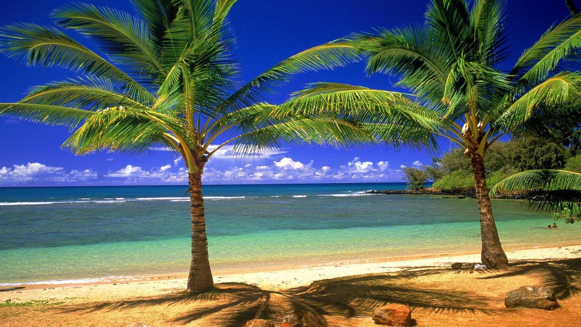 Beach Palm Tree Wallpaper Hd Picture Image