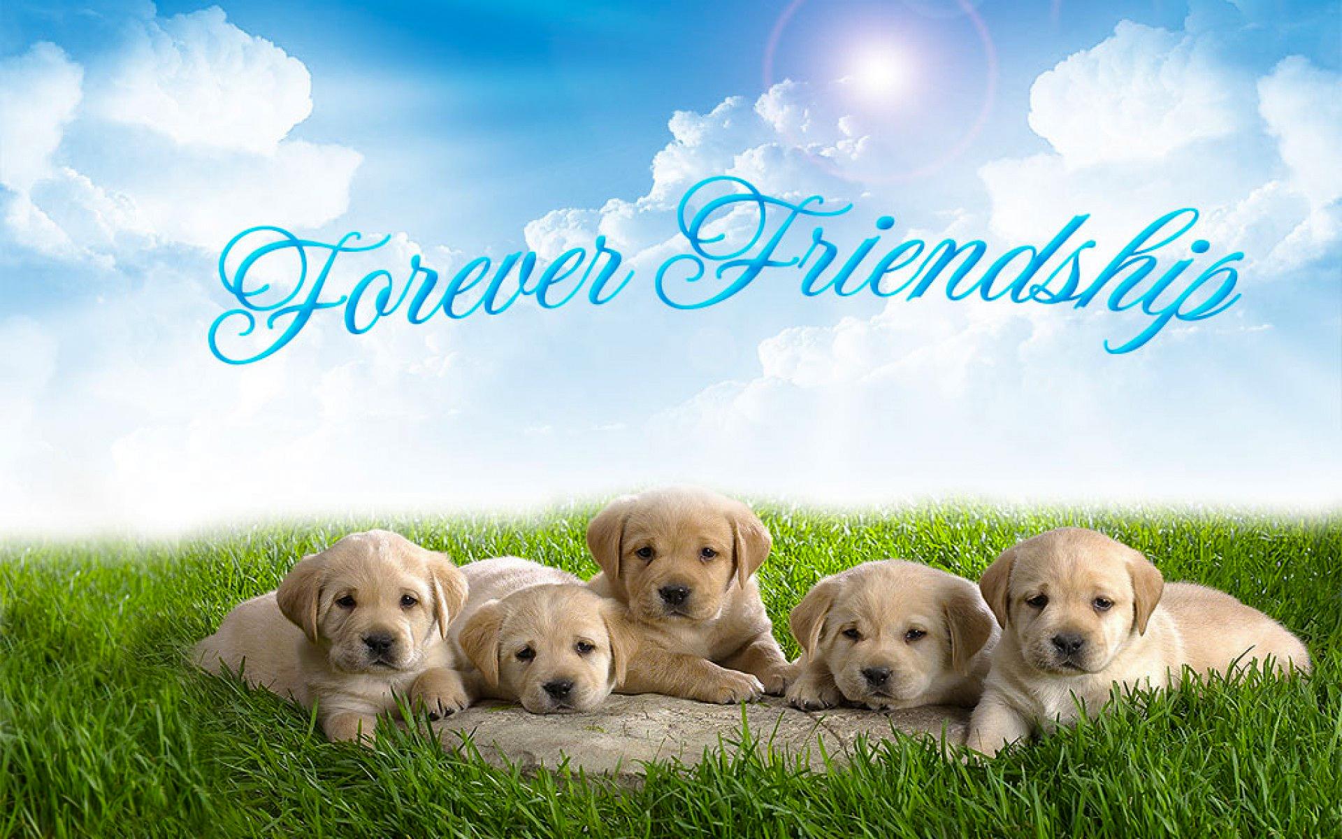 HD Best Friends Forever Backgrounds PixelsTalk Net