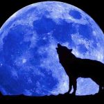 The wolf and blue moon wallpaper