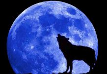 The wolf and blue moon wallpaper