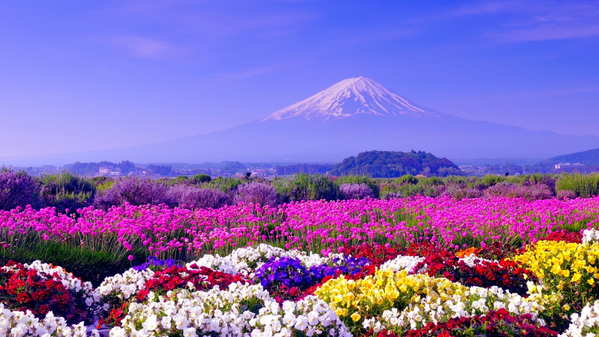 HD japanese flower garden wallpapers  Peakpx