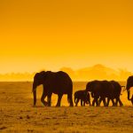 African animals wallpaper background.