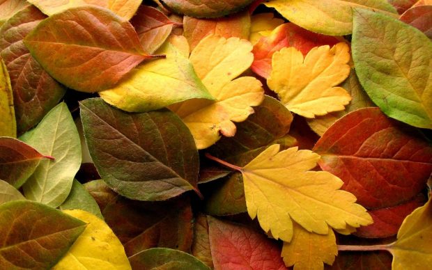 Autumn wallpaper colors.