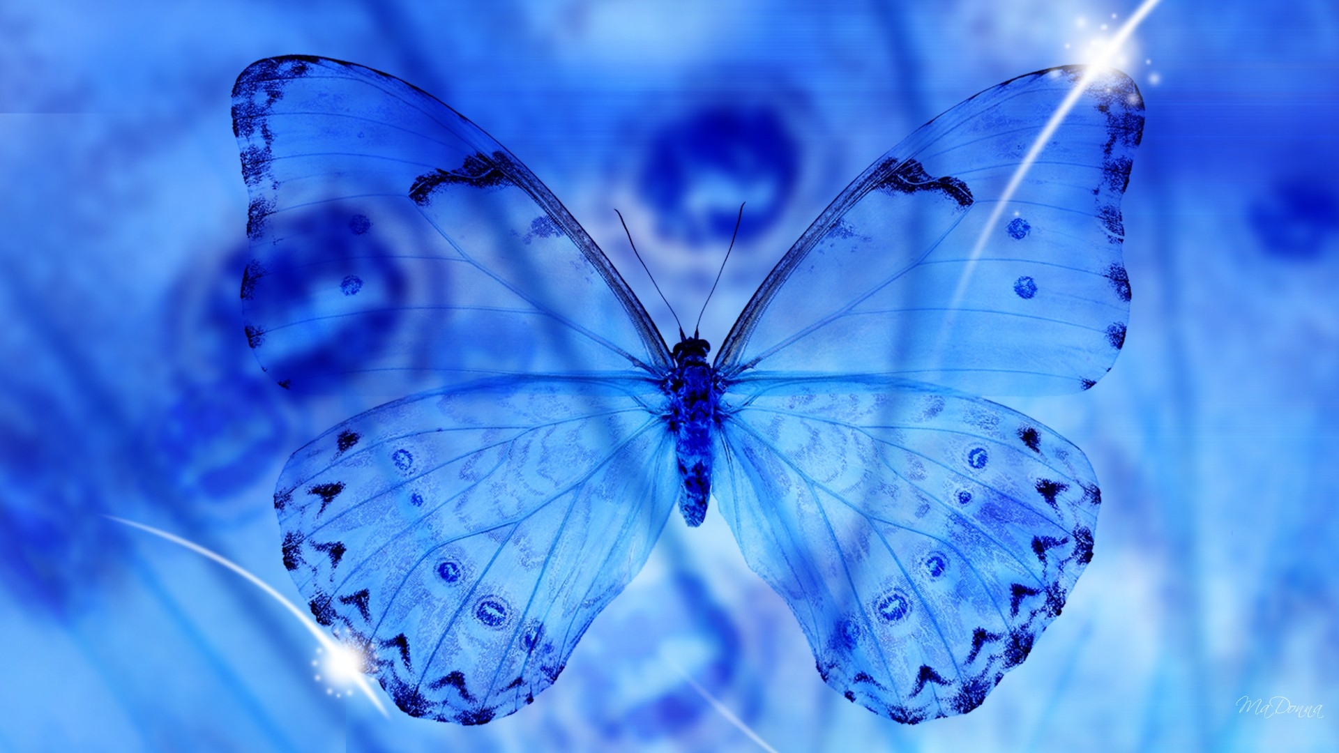 Blue Butterfly Wallpaper HD  PixelsTalk.Net