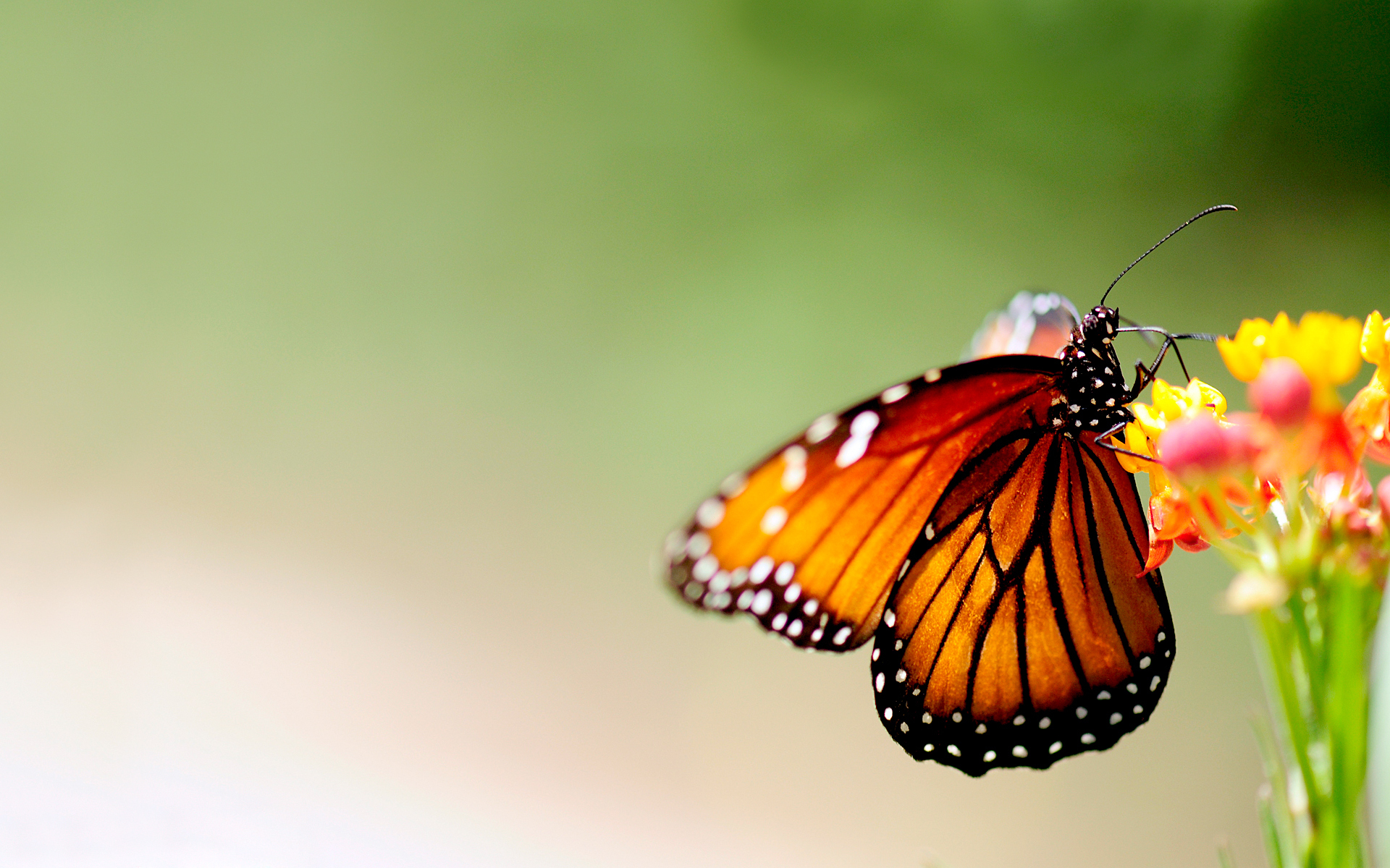 30 000 free butterflies amp nature images pixabay