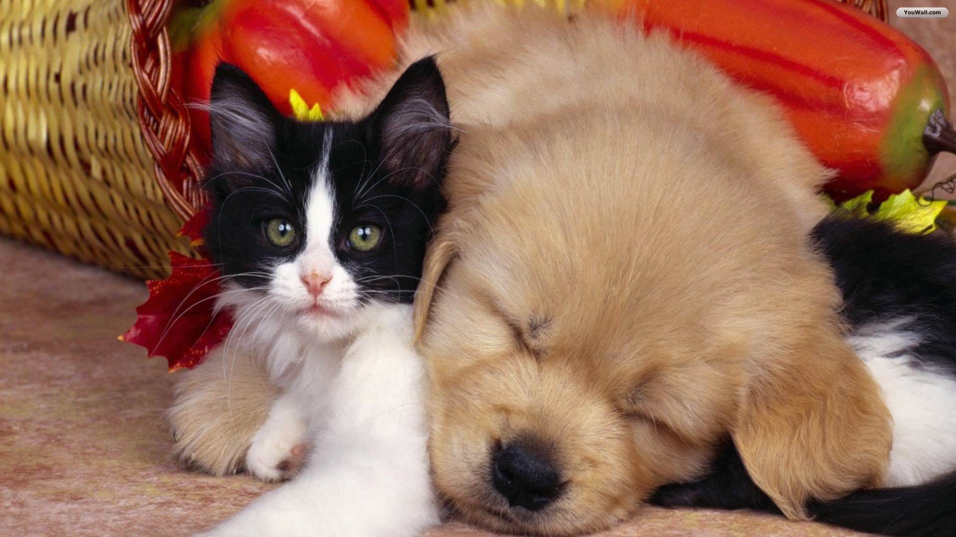 Cute Dog And Cat Wallpaper - Pixelstalk.net