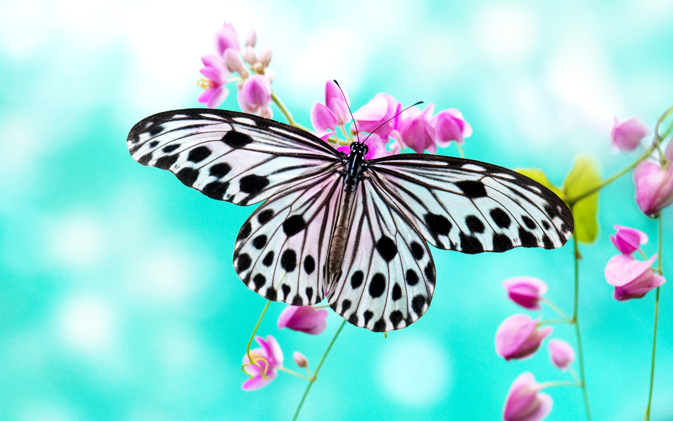 Flower Butterfly Wallpaper - PixelsTalk.Net