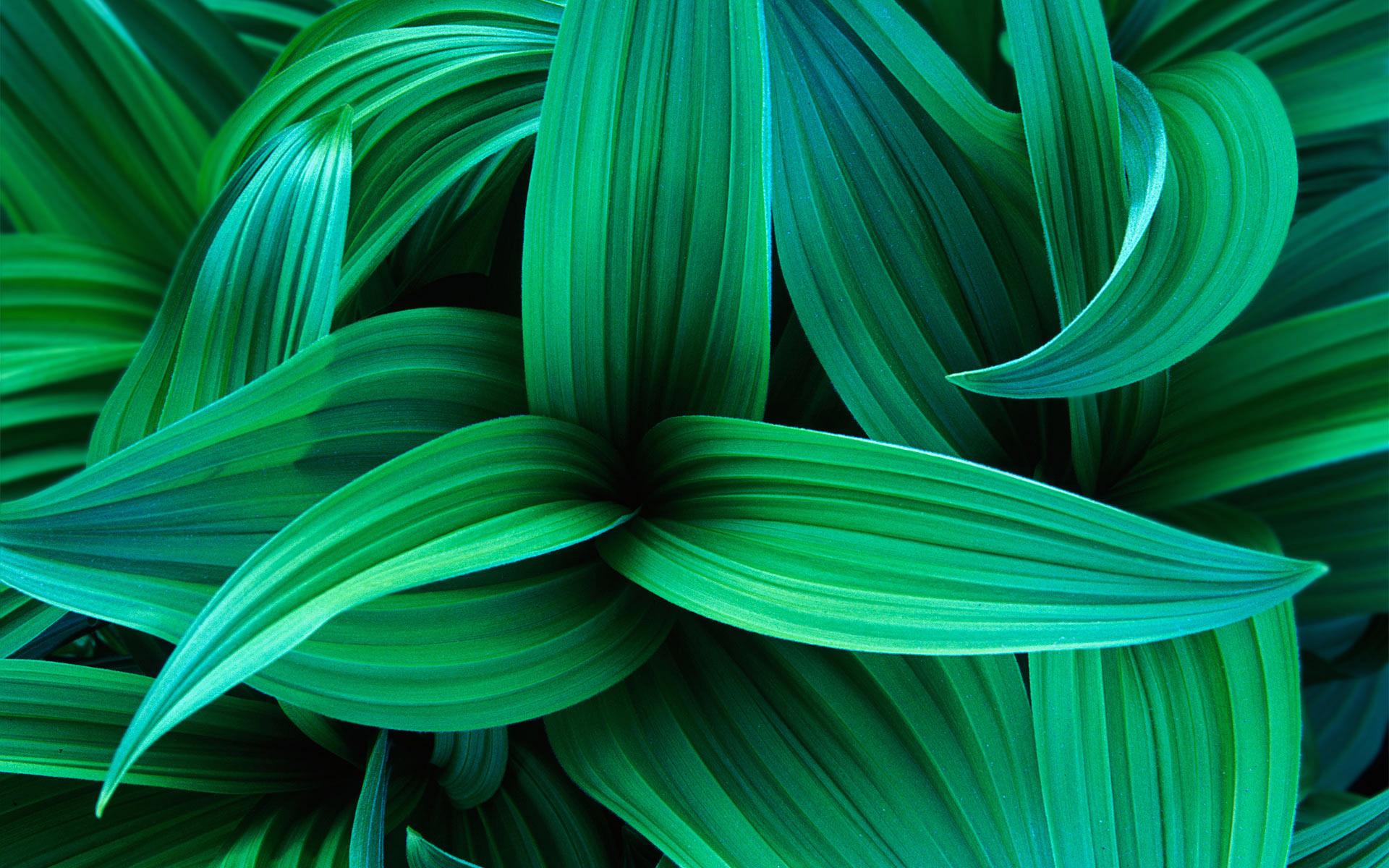HD wallpaper leaves plants neon  Wallpaper Flare