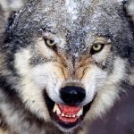 Wolf Wild Animal Wallpaper.