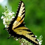 Yellow monarch butterfly wallpaper 1920x1080.