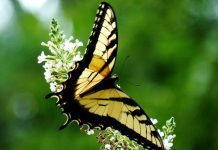 Yellow monarch butterfly wallpaper 1920x1080.