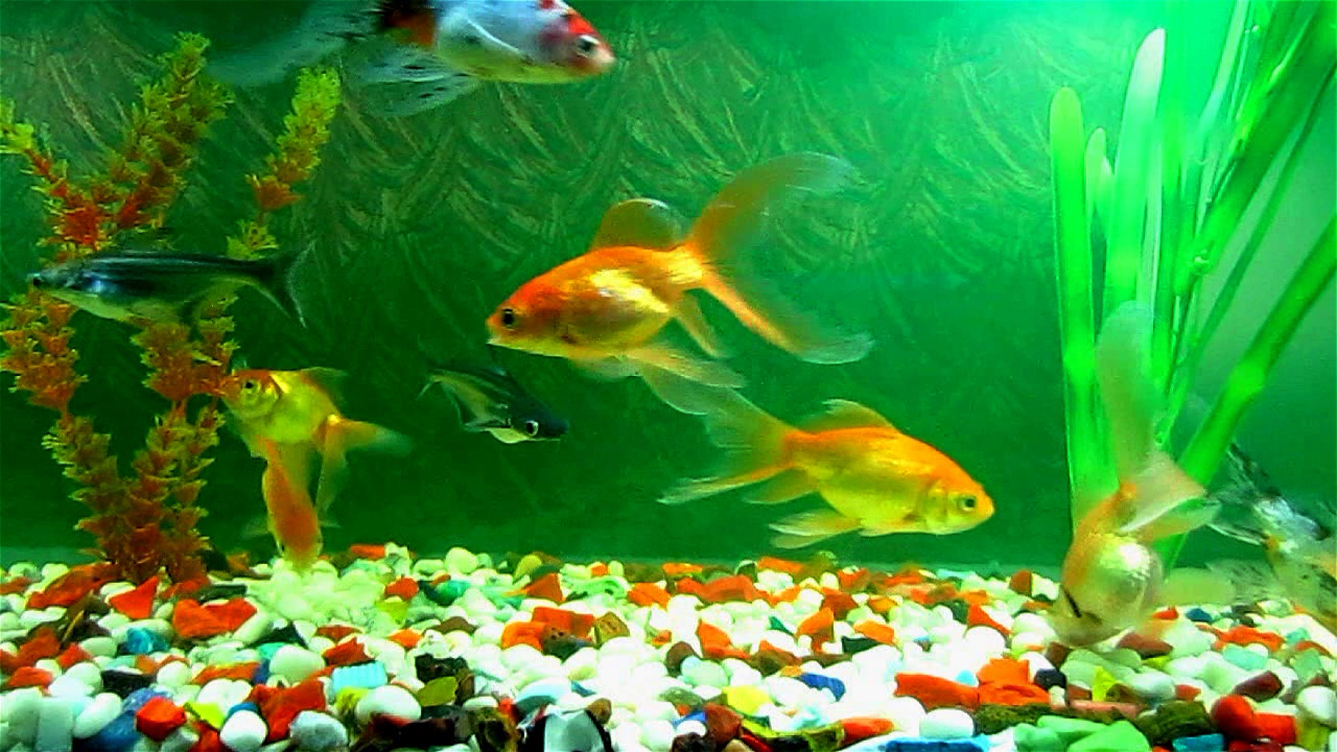 live fish tank hd screensavers