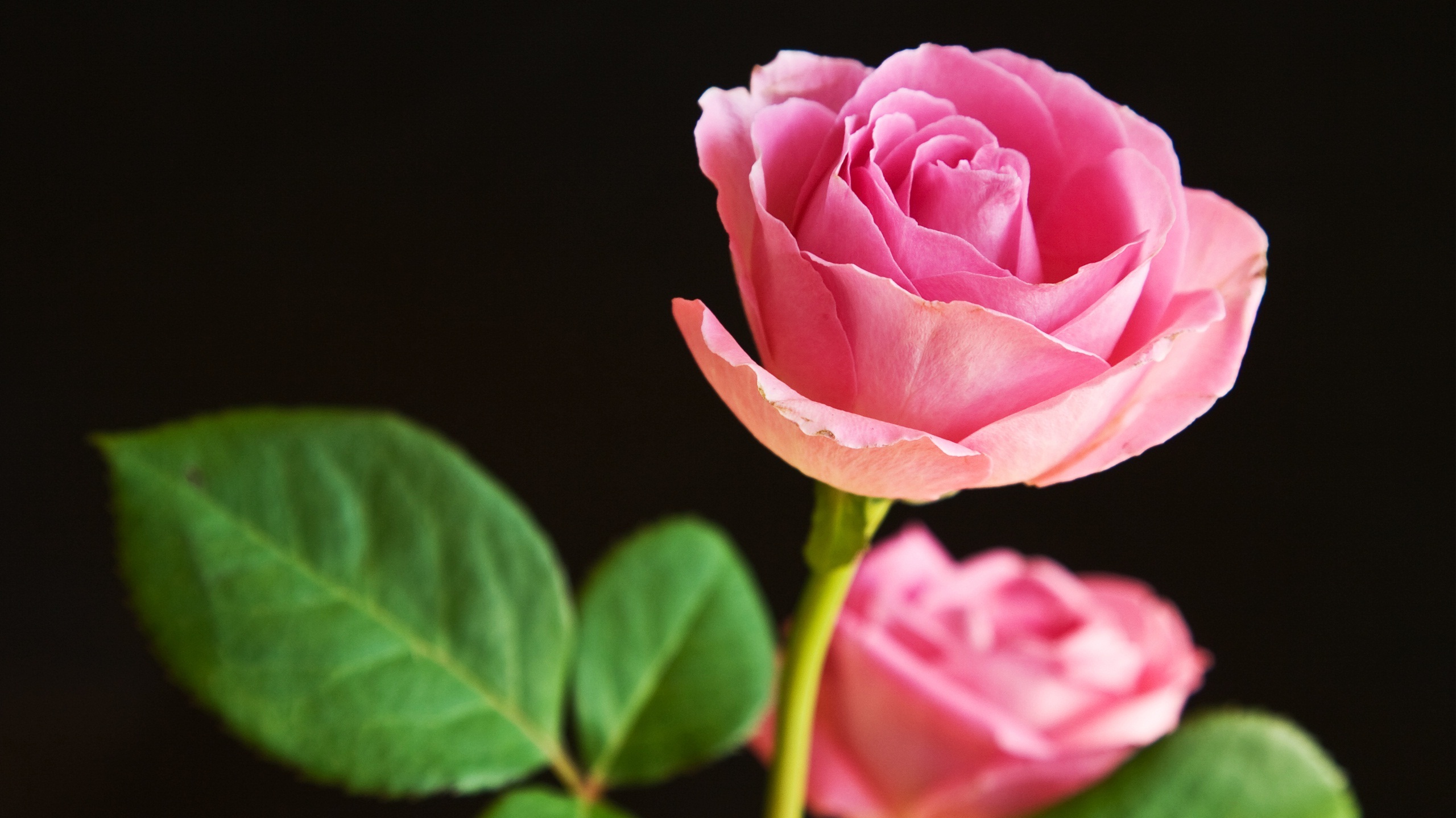 Beautiful Rose Flower Wallpaper HD Free 
