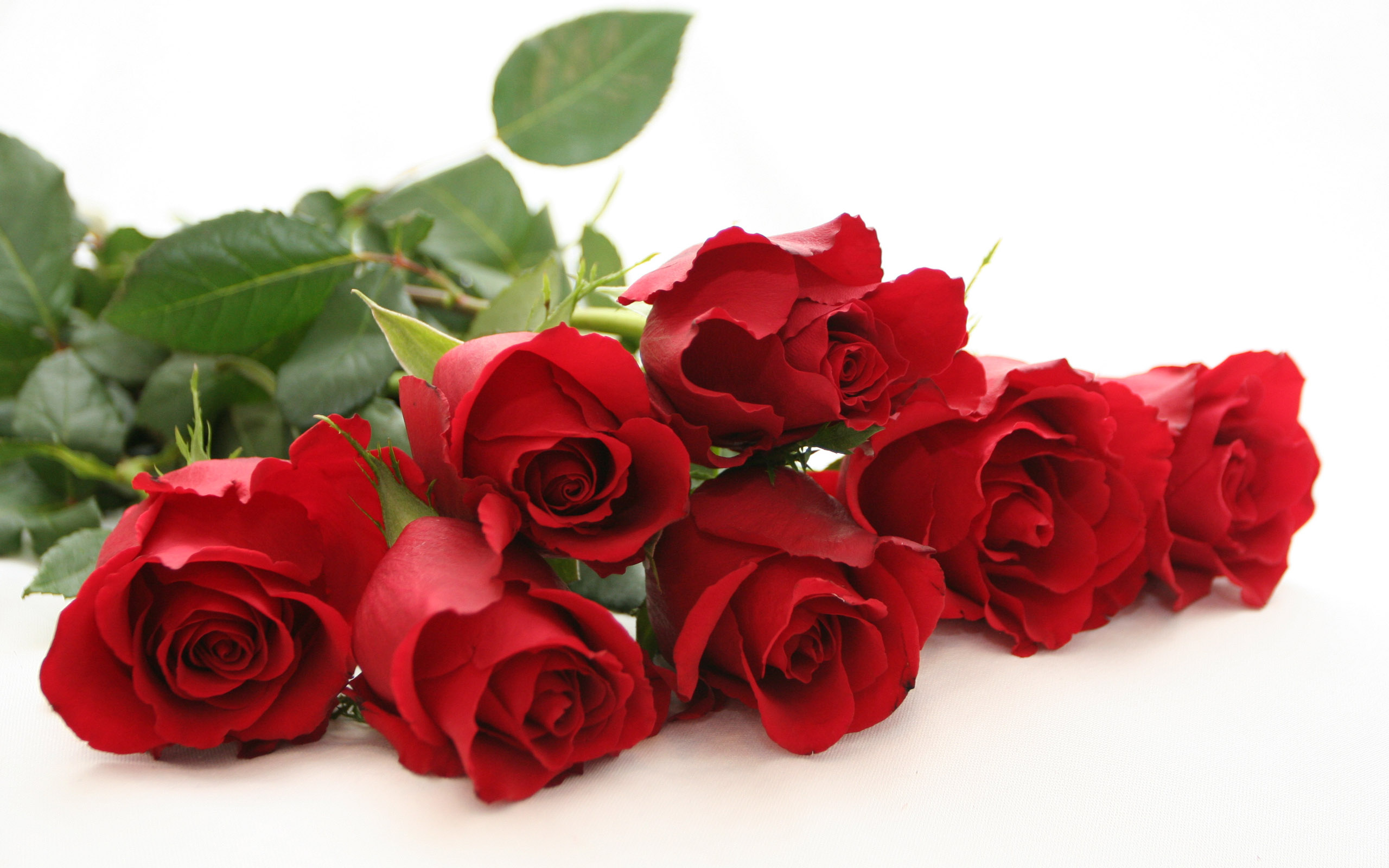 red rose with book wallpaper clipart