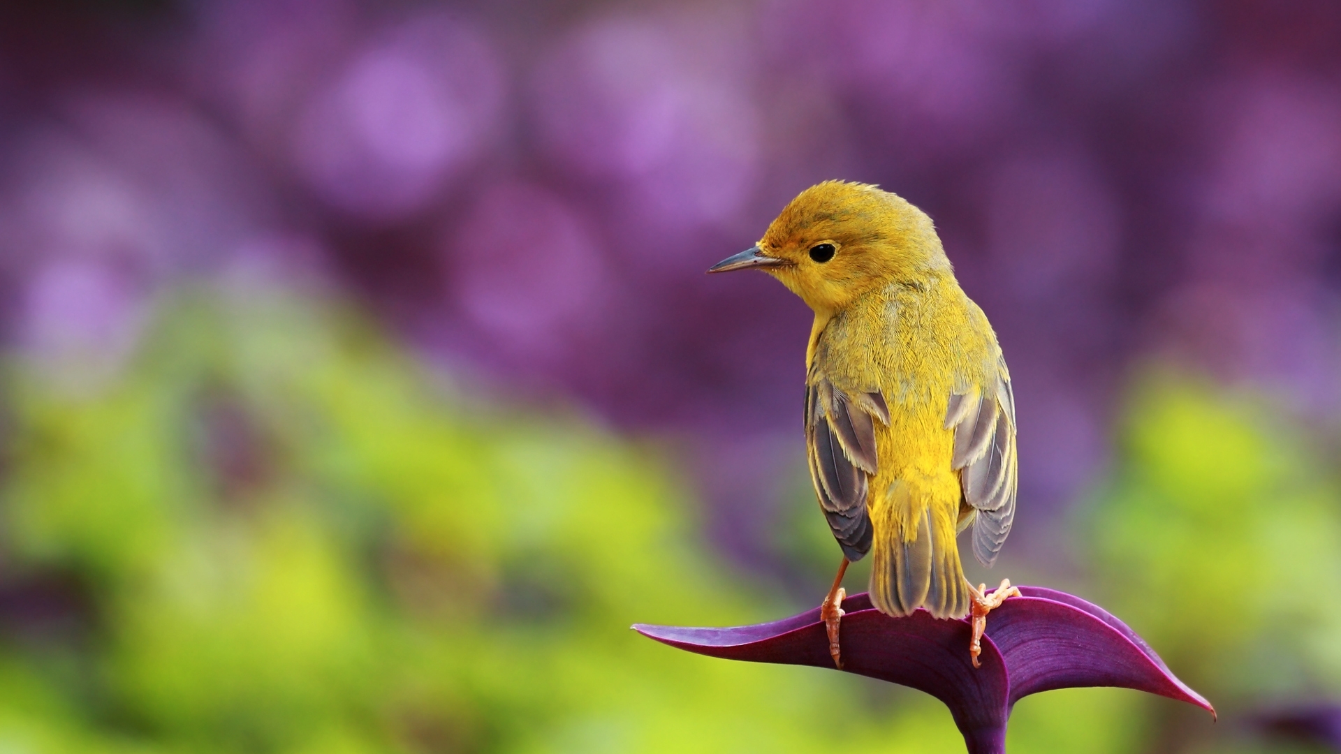 Most Beautiful Birds Pictures Images  HD Wallpapers
