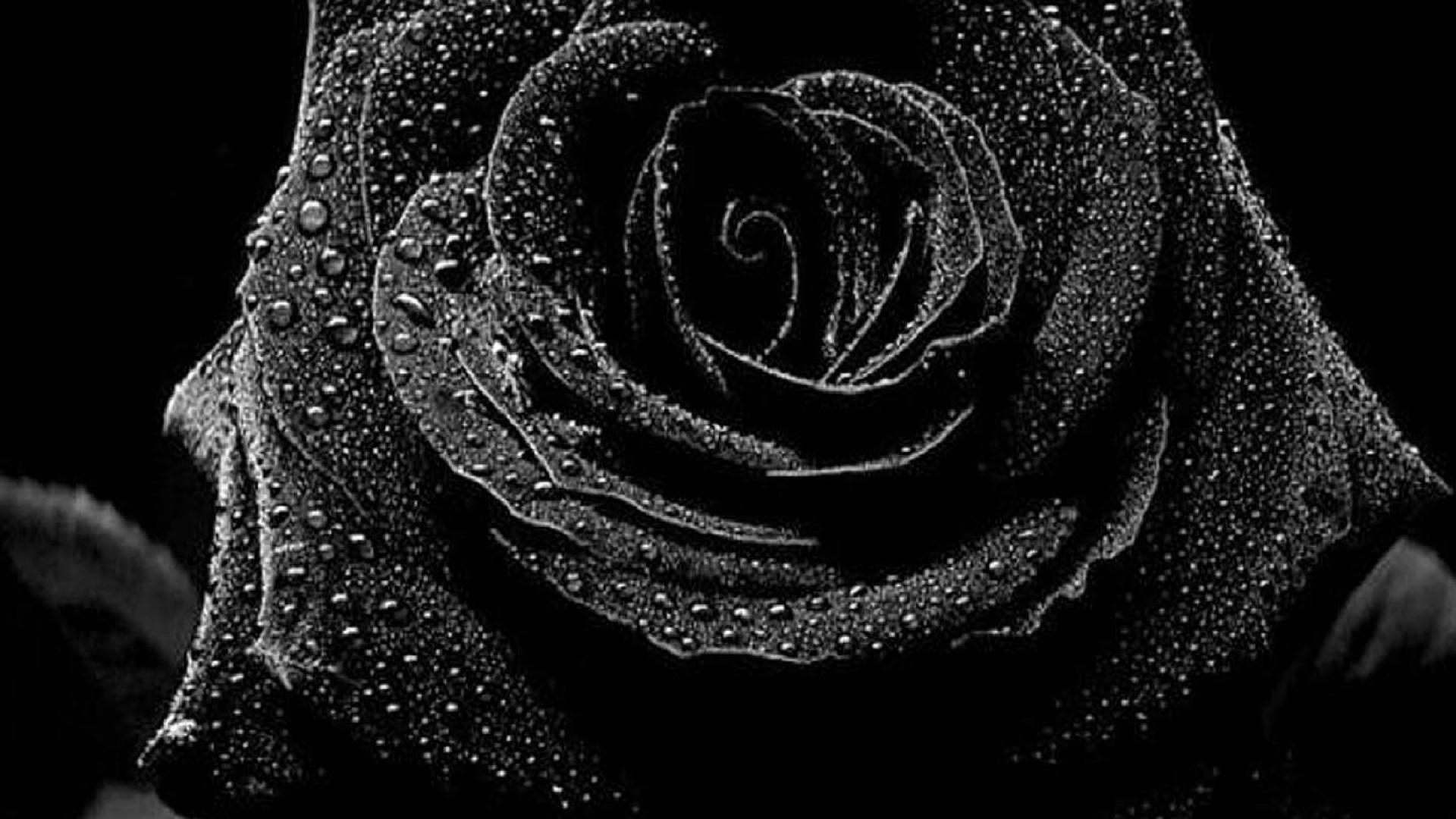 32+ Wallpaper Hd Black Rose, Terkini!
