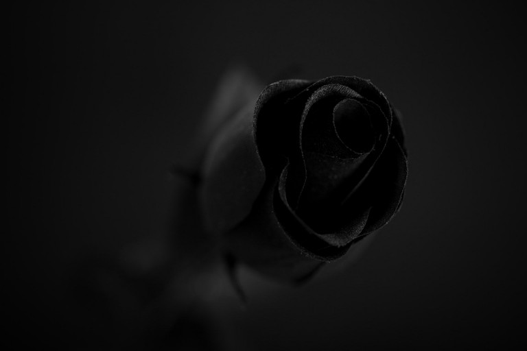 Black Rose Wallpaper HD - PixelsTalk.Net