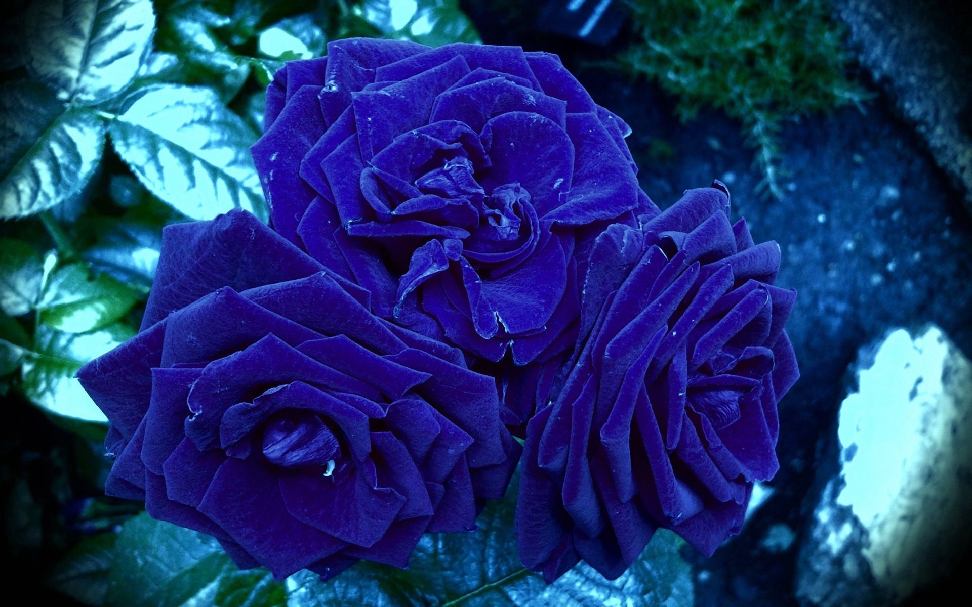 Blue Rose Flower Wallpaper