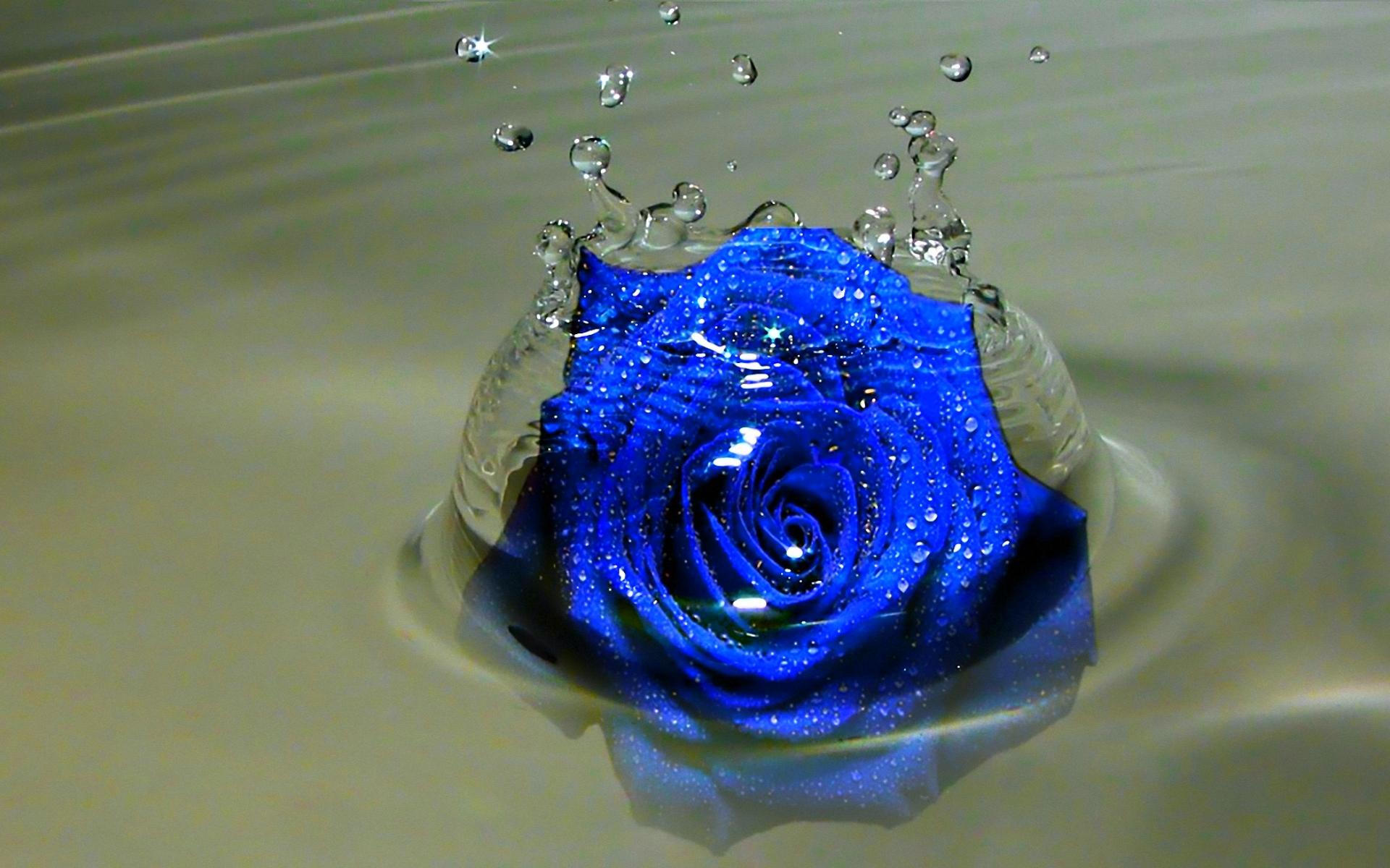Hd Wallpaper Rose Water
