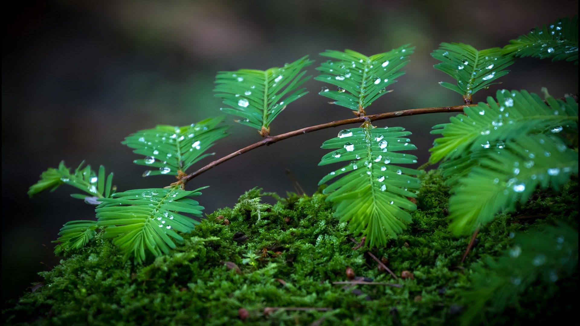 Rain On Leaves Wallpaper HD | PixelsTalk.Net