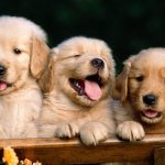 HD Cute Dog Wallpaper backgrounds.