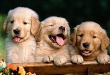 HD Cute Dog Wallpaper backgrounds.