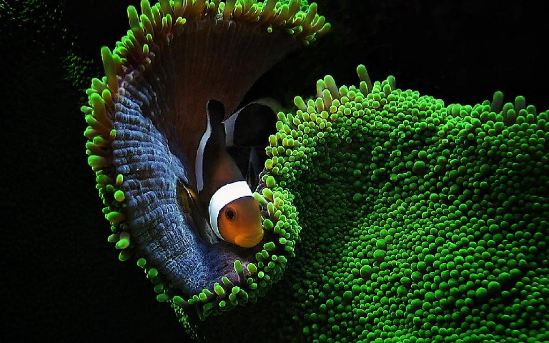 clown fish desktop wallpaper