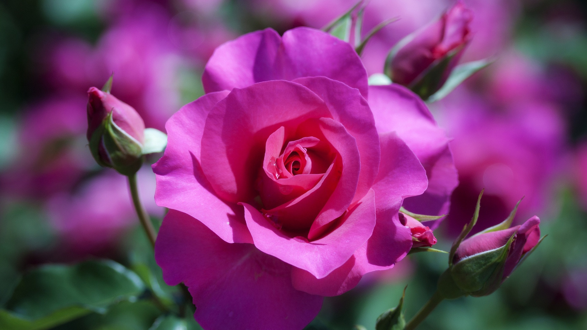 hd wallpapers of flowers of rose