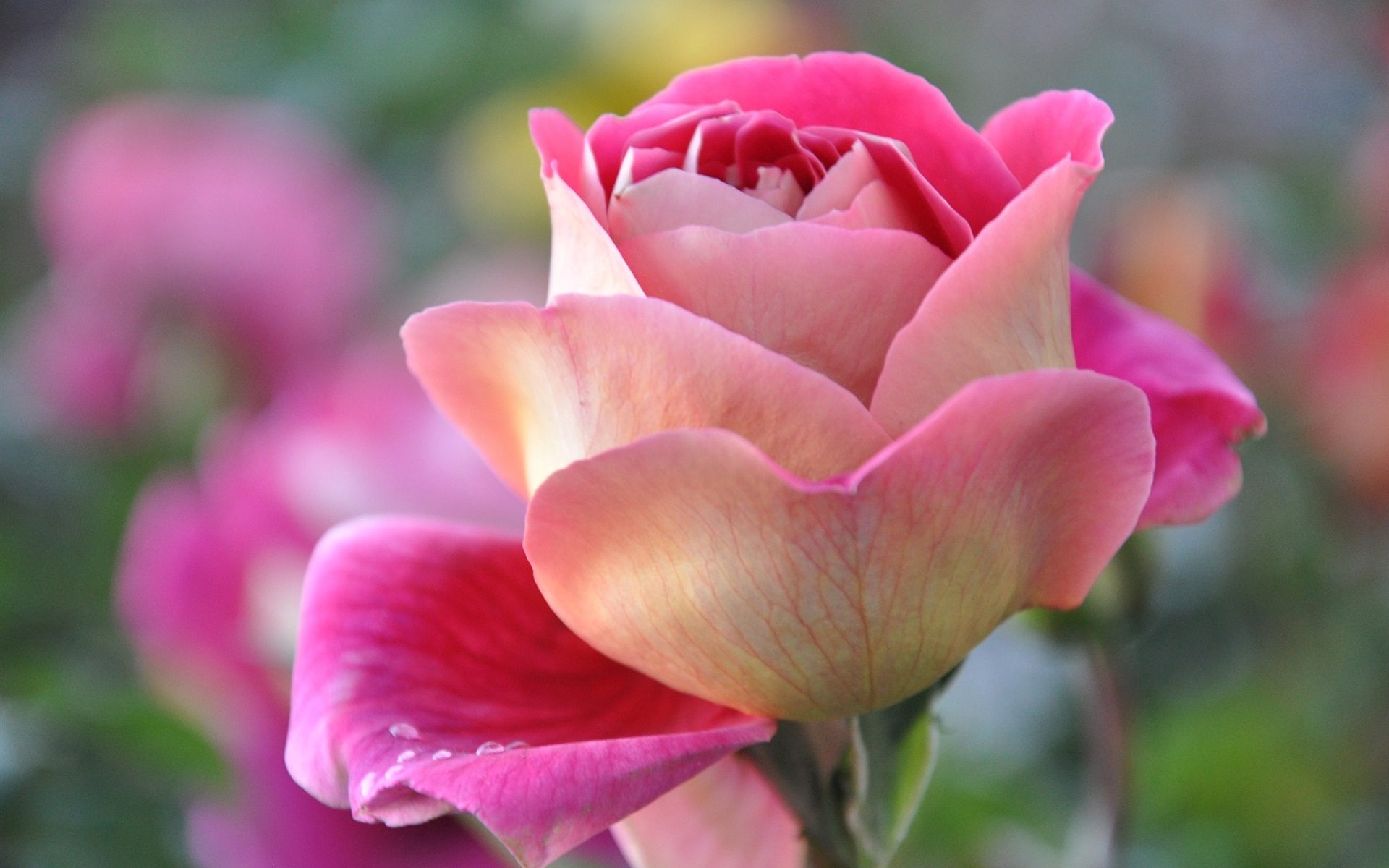 Beautiful Rose Flower   Mobile 