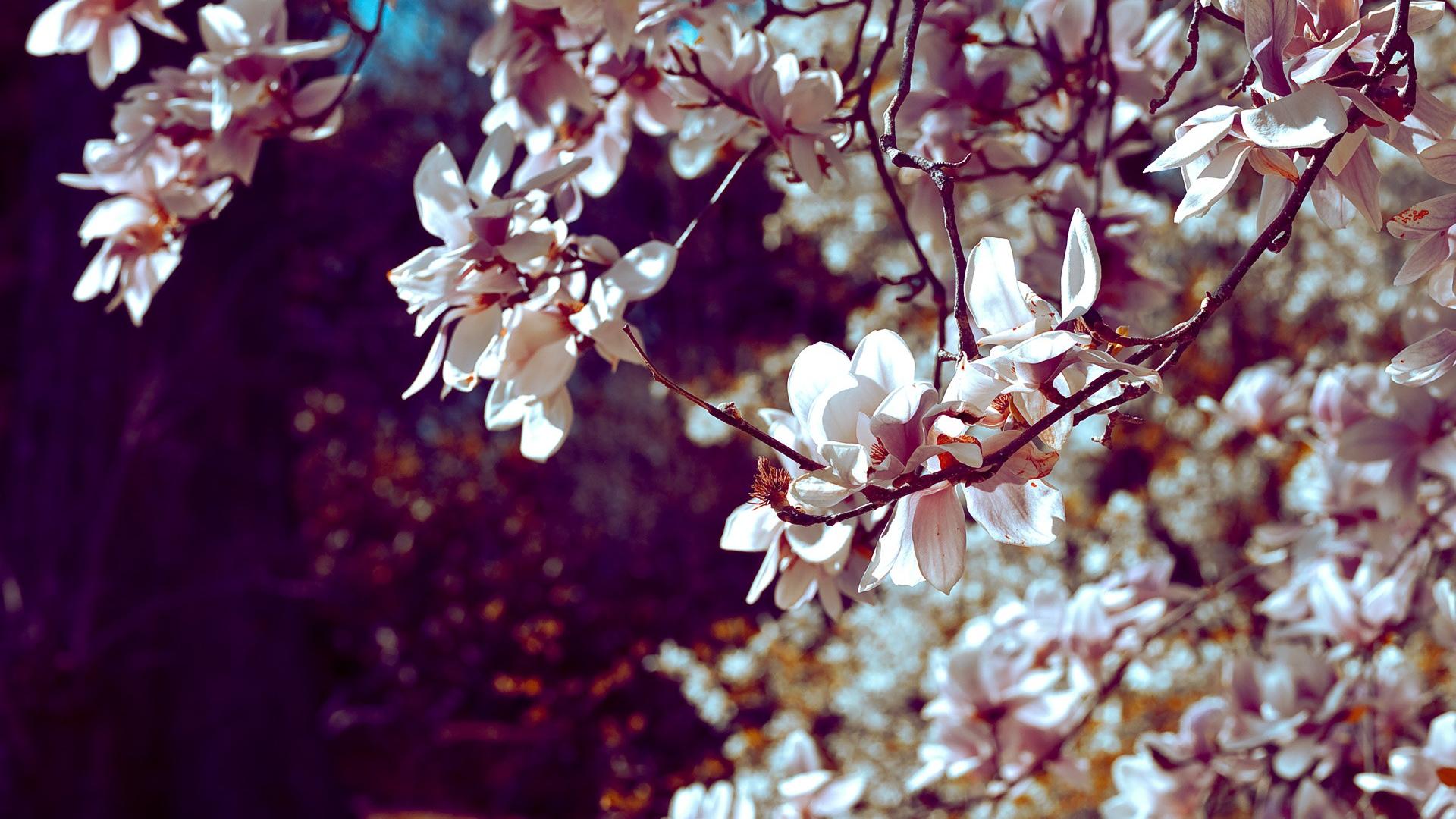 Cherry Blossom Backgrounds | PixelsTalk.Net