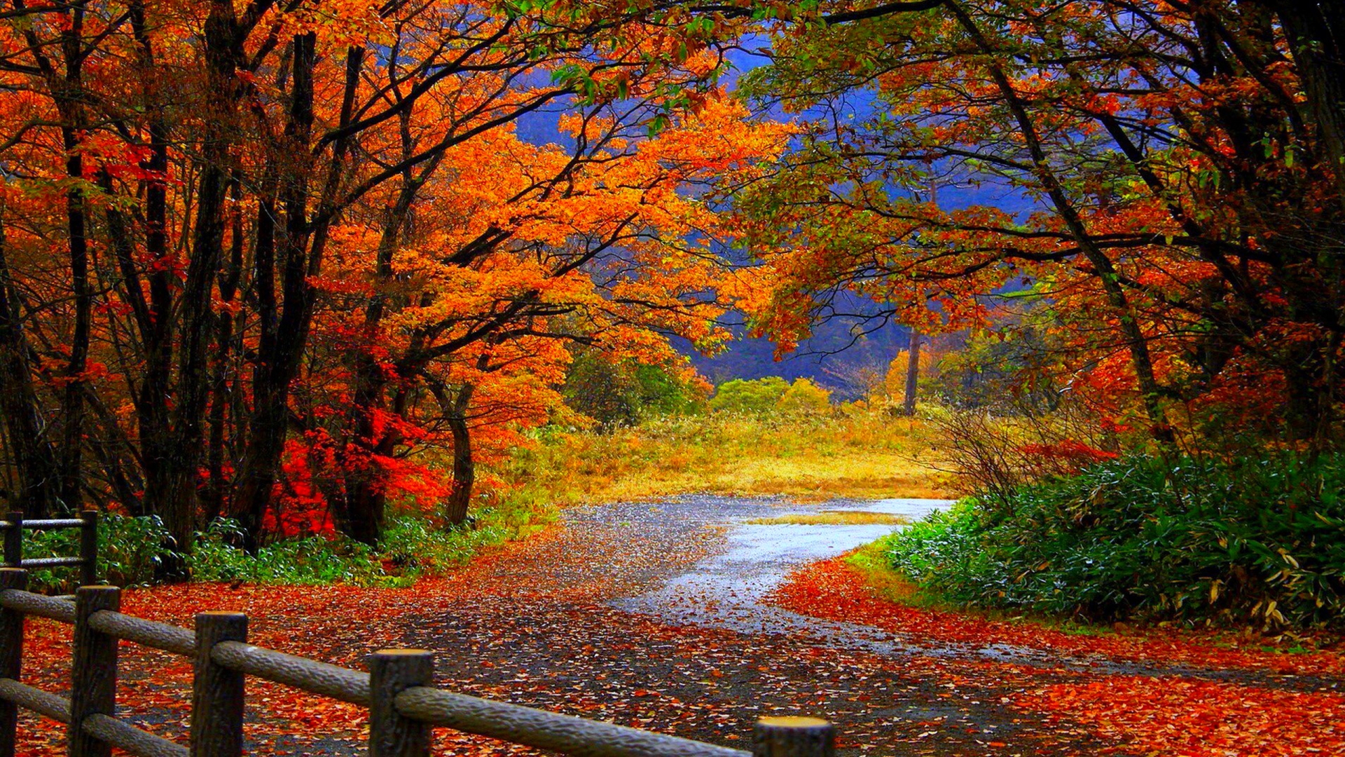 fall trees wallpapers