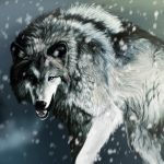 Grey Wolf Wallpaper.