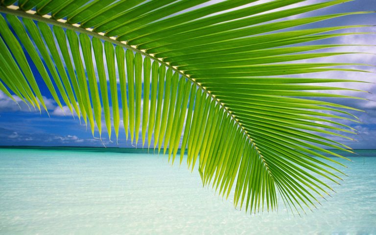 Desktop Palm Tree Hd Wallpapers Pixelstalk Net