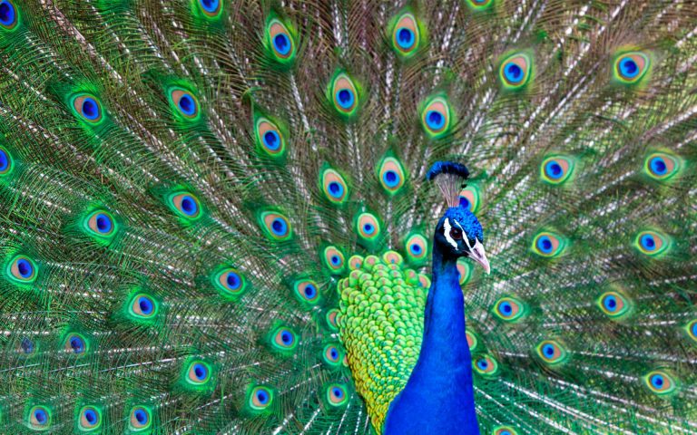 HD Peacock Wallpaper - PixelsTalk.Net