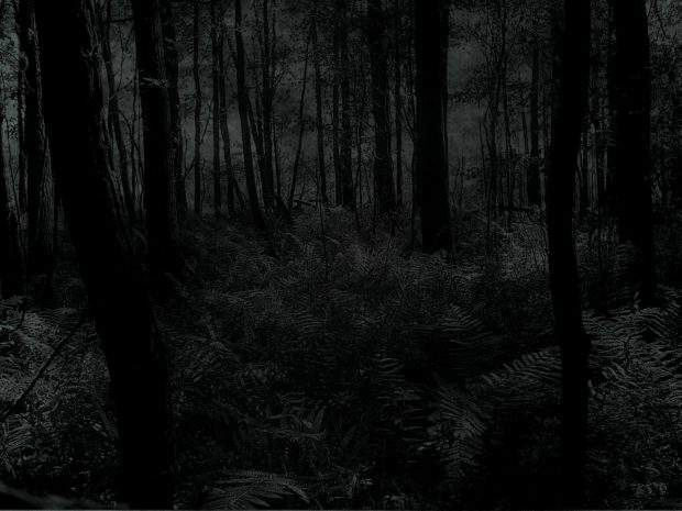 Dark Woods Background HD.