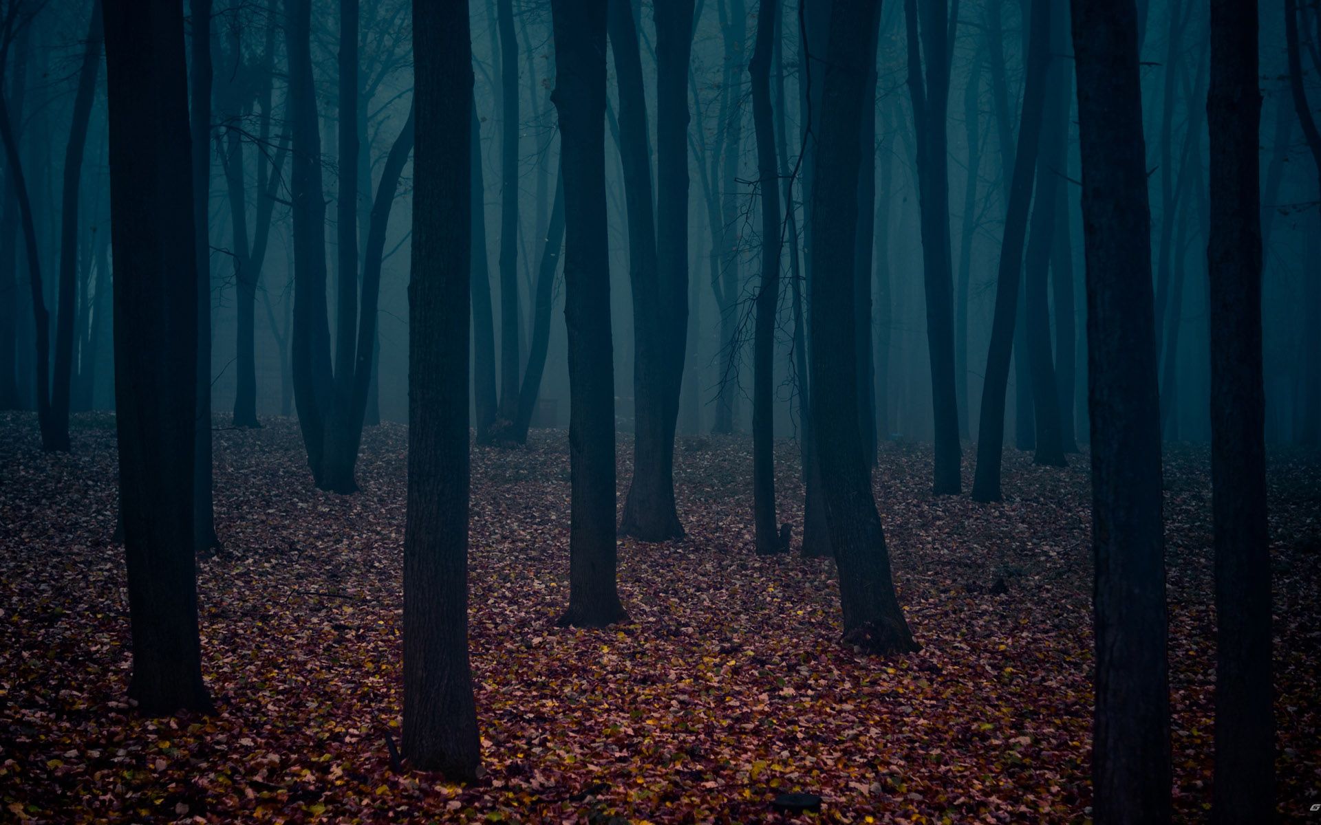 scary woods wallpaper