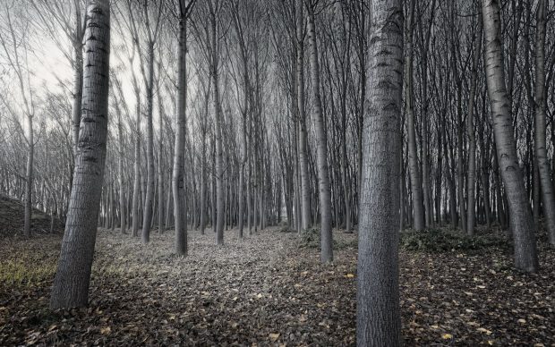 Dark Woods HD Wallpapers.