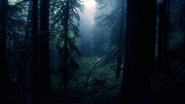 Dark Woods Image HD.