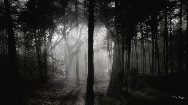 Dark Woods Images.