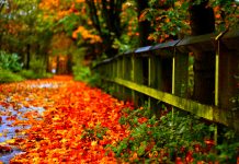 Fall Foliage Background HD.