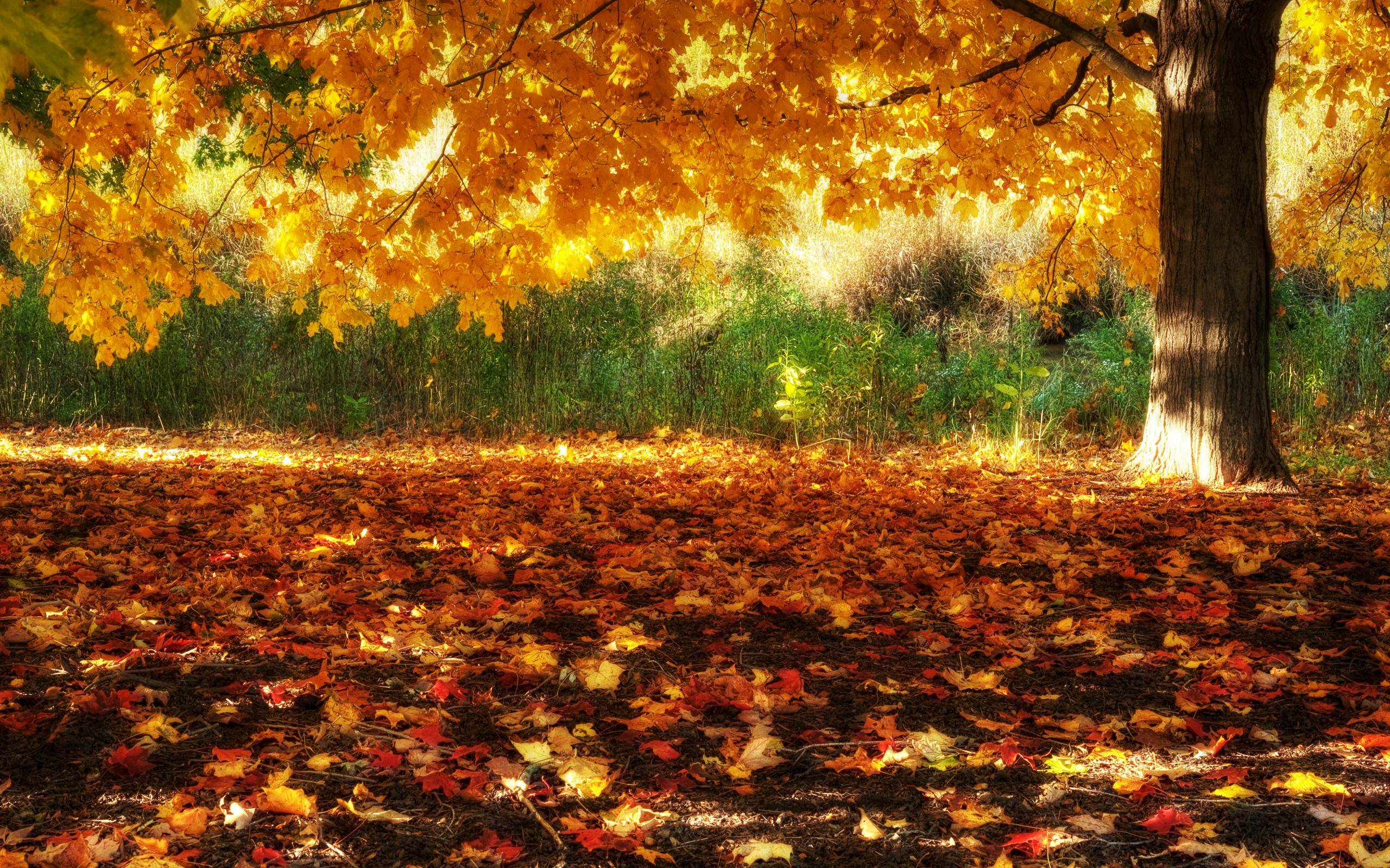 Autumn Harvest Scenes HD Fall Scenery Wallpapers PixelsTalk Net