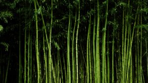 HD Bamboo Backgrounds Download - PixelsTalk.Net