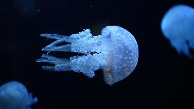 Jellyfish Wallpapers Hd Pixelstalknet