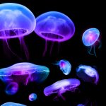 HD Jellyfish Images.