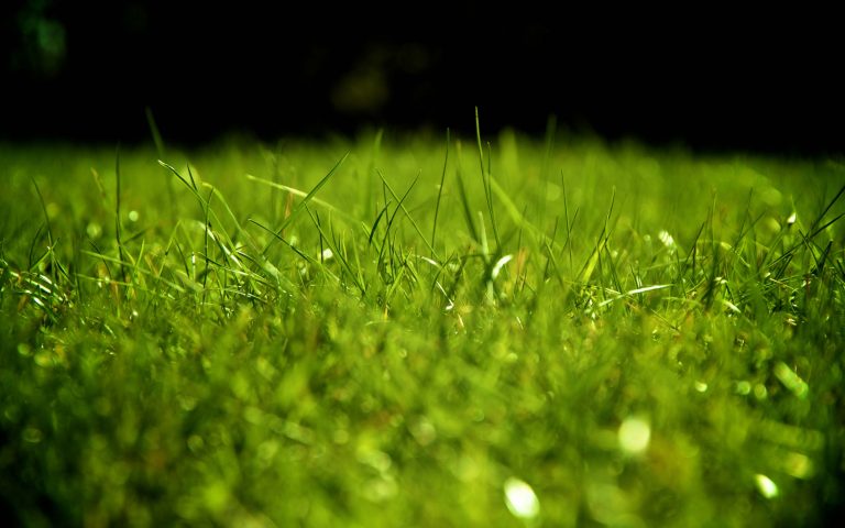 Grass Backgrounds Free - PixelsTalk.Net