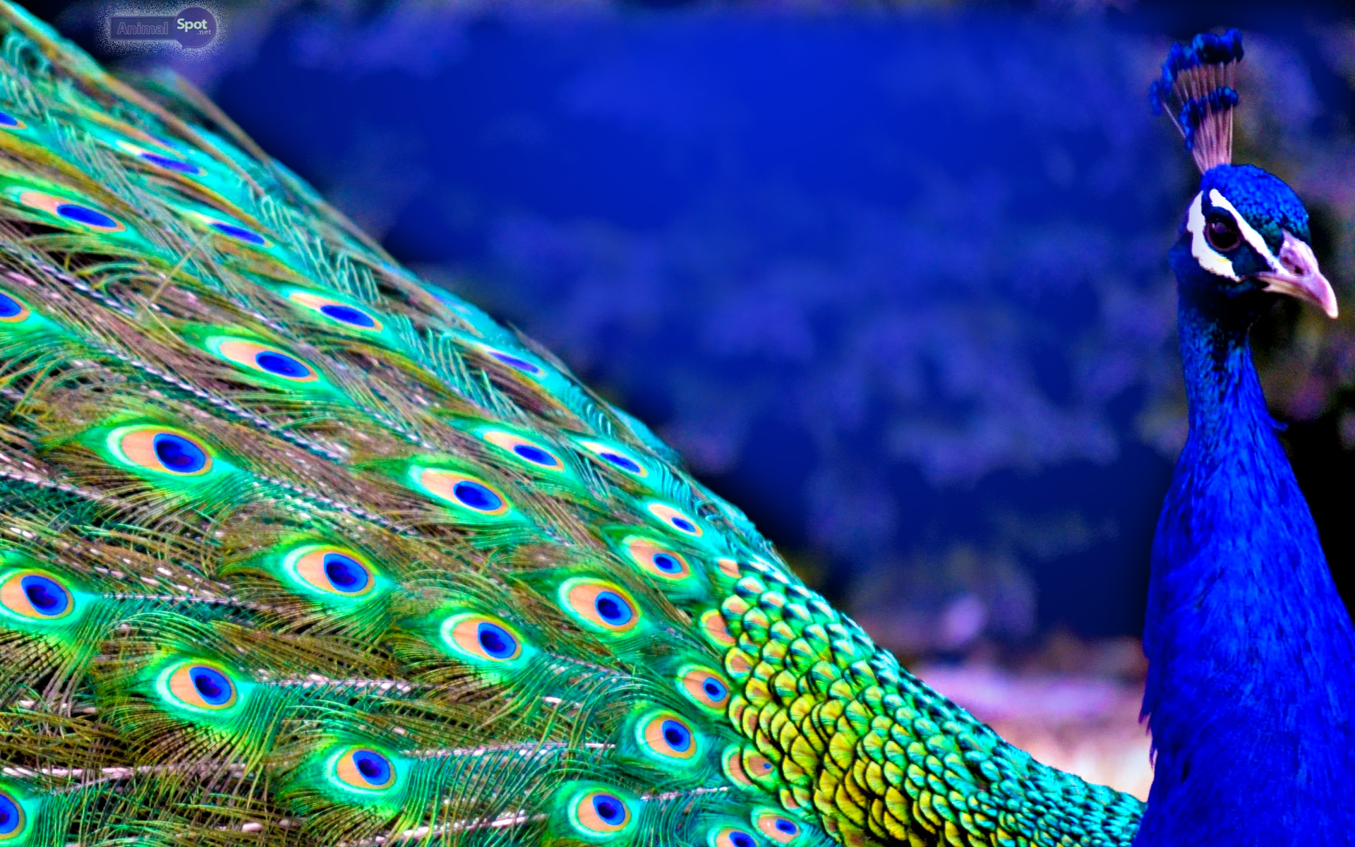 Peacock Feather Hd Wallpaper For Pc ~ Peacock Wallpaper Feathers ...