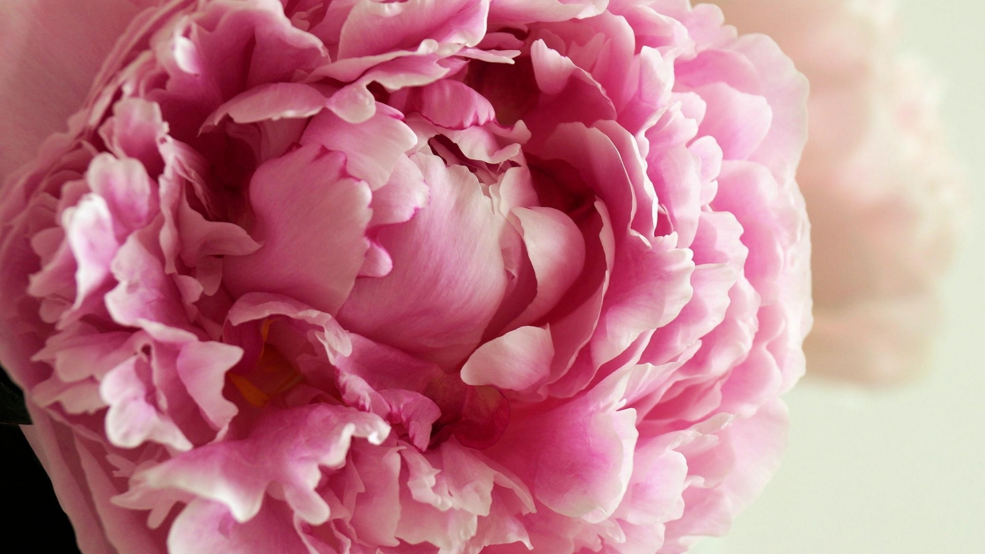 Floral carpet or Wallpaper Background of pink and white peonies Morning  light in the room Beautiful peony flower for catalog or online store  Floral shop and delivery concept  Stock Photo 