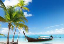 Pictures Download Beach Palm Tree Wallpapers.