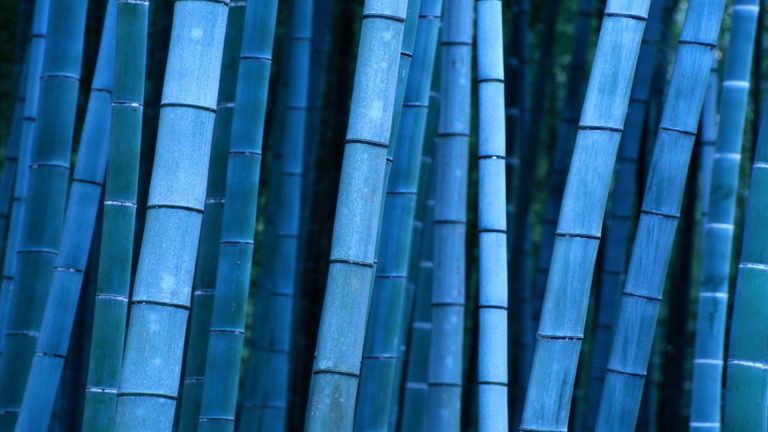 Bamboo Wallpaper HD - PixelsTalk.Net